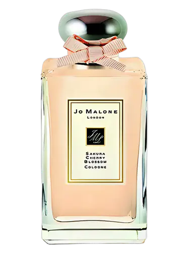 Sakura Cherry Blossom