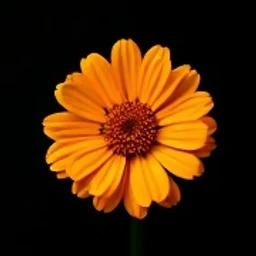 Marigold