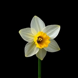 Narcissus