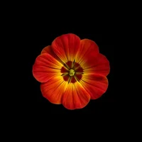 Nasturtium