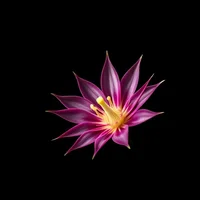 Night blooming Cereus