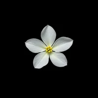 Night Blooming Jasmine