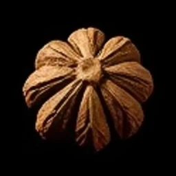 Nutmeg Flower