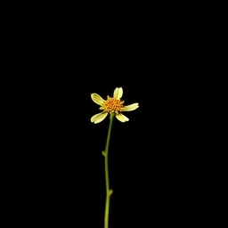 Nyctanthes arbor-tristis