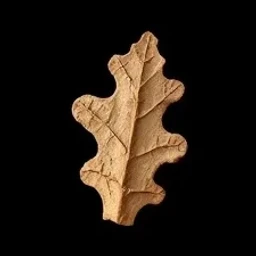 Oak bark