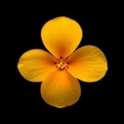 Orange blossom absolute