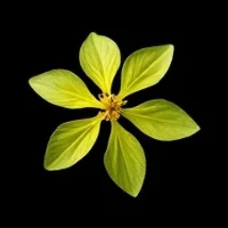 Osmanthus absolute
