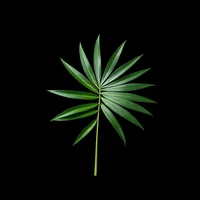Palm Leaf