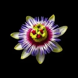 Passion flower