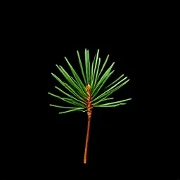 Pine needle