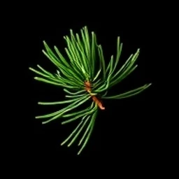 Pine