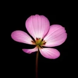 Pink cyclamen