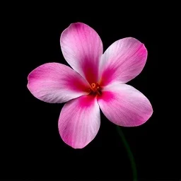 Pink freesia
