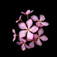 Pink Jasmine