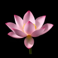 Pink Lotus