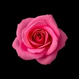 Pink Rose