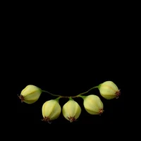 Poplar (Populus) buds