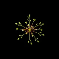 Princess Tree or Paulownia