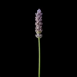 Provençal lavender absolute