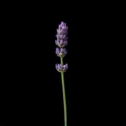 Provençal lavender