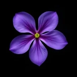 Purple freesia