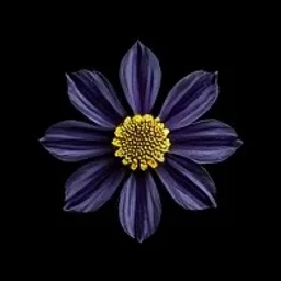 Queen-of-the-night