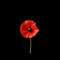 Red Poppy