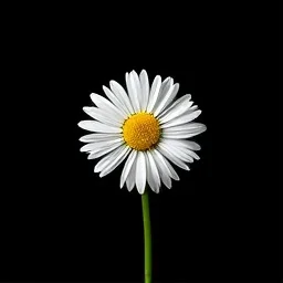 Roman chamomile
