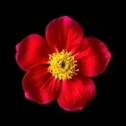 Rosa centifolia