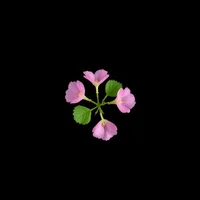Rose Geranium