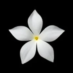 Sambac Jasmine