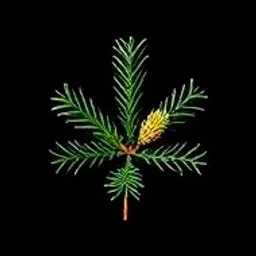 Scots pine