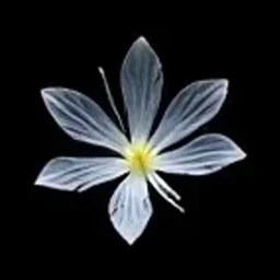 Sea lily