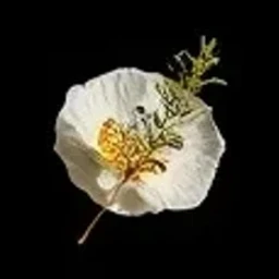 Sensual skin accord