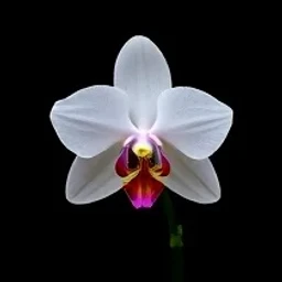 Sharry baby orchid