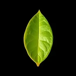 Sicilian lemon leaf