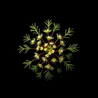 Sideritis, Mountain Tea