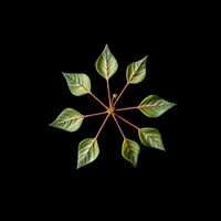 Silk Vine or Milk Broom