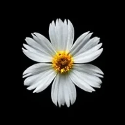 Spanish cistus absolute