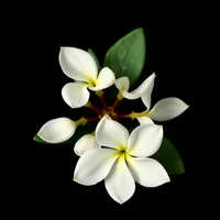 Stephanotis