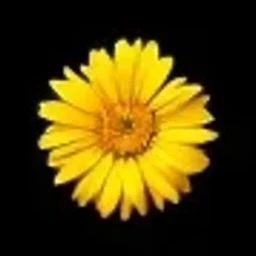 Tagetes