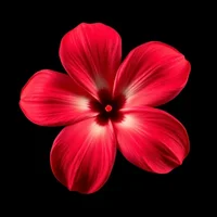 Tahitian Tiare Flower