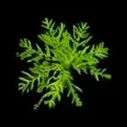 Tree moss