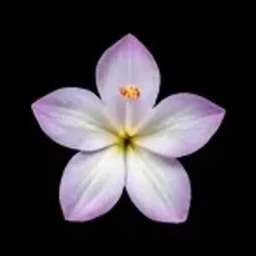 Tuberose absolute
