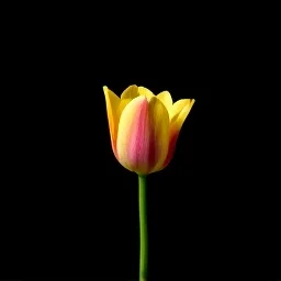 Tulip