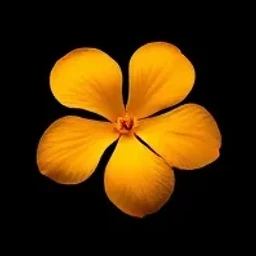 Tunisian orange blossom absolute