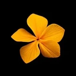 Tunisian orange blossom