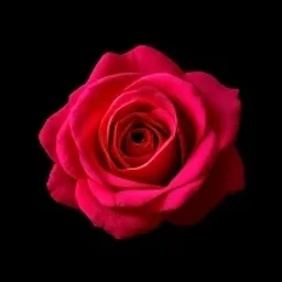 Turkish rose absolute
