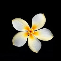 Vanilla blossom