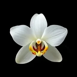 Vanilla orchid